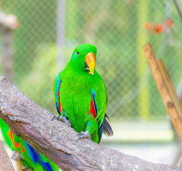 A beautiful parrot in a wildlife park.