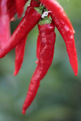 PEPERONCINI CALABRESI