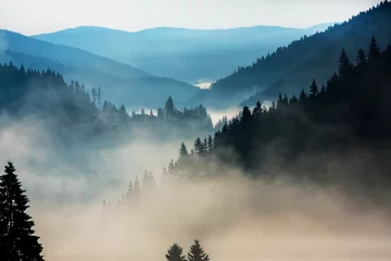 Tuinposter Mistig bos Beautiful sunrise in mountains with white fog.Travel background. Exploring beauty world. Carpathian mountains. Ukraine. Europe. Summer landscape