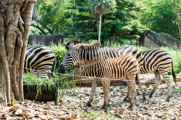 Fototapeta na wymiar Zebra in the zoo. In the park in nature. Zoo animals concept.