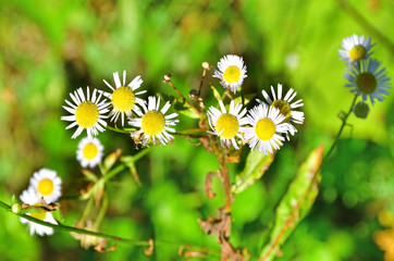 Erigeron annuus ssp. septentrionalis (Fernald & Wiegand) Wagenitz (family Asteraceae) in Abkhazia in summer