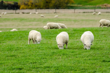 Sheep in green grass field and mountain with sky background in rural of new zealand