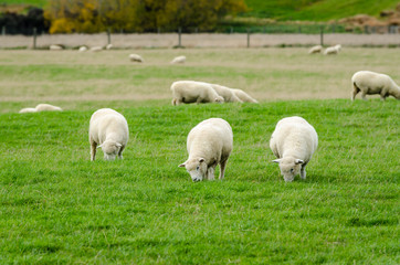 Sheep in green grass field and mountain with sky background in rural of new zealand