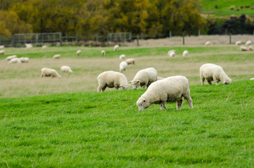 Obraz premium Sheep in green grass field and mountain with sky background in rural of new zealand