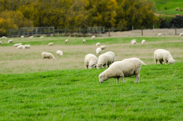 Obraz premium Sheep in green grass field and mountain with sky background in rural of new zealand