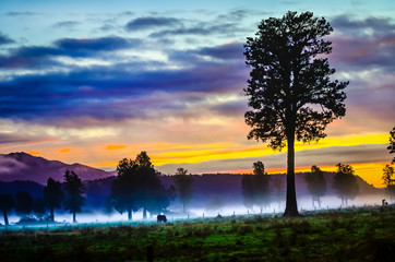 Colorful evening atmosphere of trees with black silhouette of the background