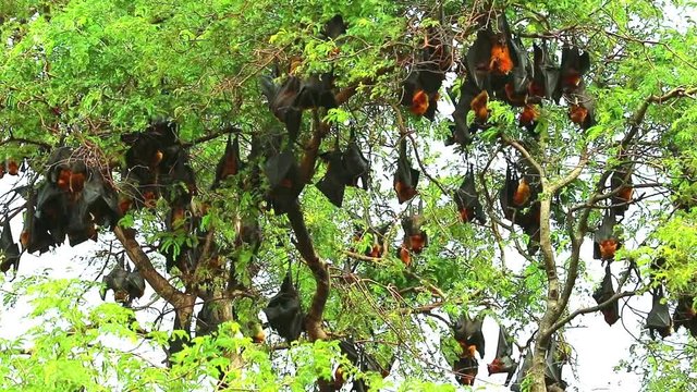 hundreds of Lyle flying fox sticking on tree branches Hanging his head down to sleep