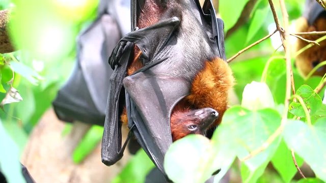 Lyle's flying fox sticking on tree branches Hanging his head down to sleep