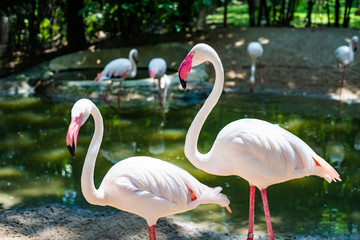 Pink flamingos on the lake. The concept of animals at the zoo