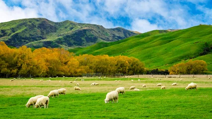 Fotobehang Schapen in groen grasveld en berg met hemelachtergrond op het platteland van Nieuw-Zeeland © Meawstory15Studio