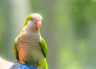 A beautiful parrot in a wildlife park.