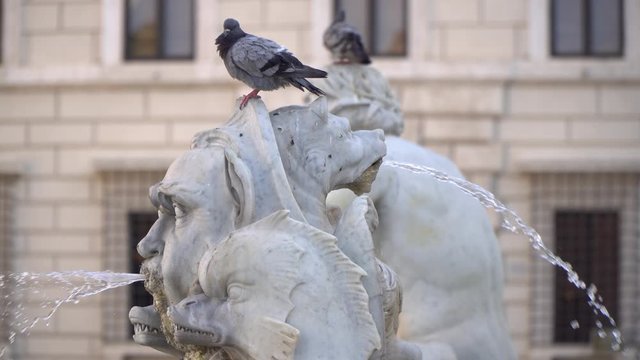Architectural details of Fontana del Moro or Moro Fountain with pigeon. Rome. Italy