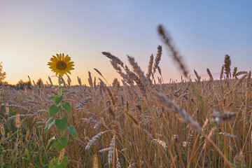 Sunflower alone in a field of rye at sunset. Stand out from the crowd