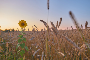 Sunflower alone in a field of rye at sunset. Stand out from the crowd
