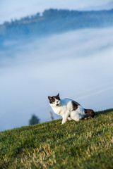 Cat in the Green Grass in Summer. Close up photo from a cute domestic cat playing outdoor