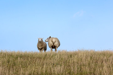 Sheeps at the meadow