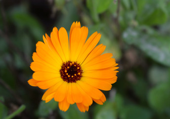 Common marigold is a common name for several plants in the Asteraceae family cultivated as ornamentals for their large, generally orange blossoms.