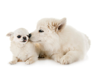 puppy samoyed dog and chihuahua
