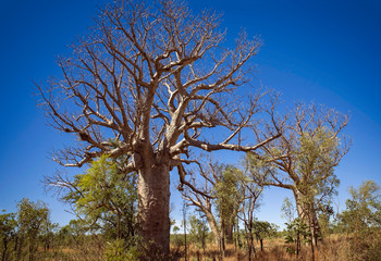 Fototapeta na wymiar Boab tree at the dry season with blue sky at the Kimberleys - Western Australia