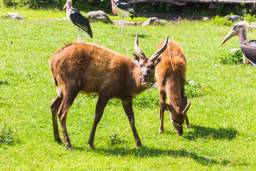 Roe deers on the meadow. Zoo, wild animals and mammal concept