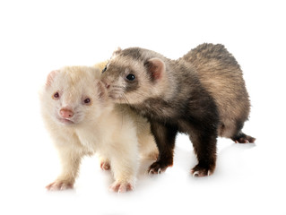 two ferrets in studio