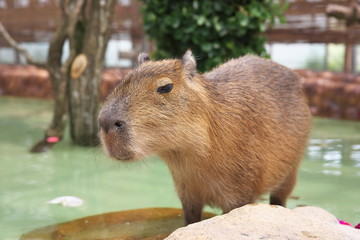 カピパラさん