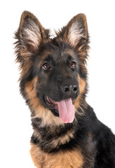 puppy german shepherd