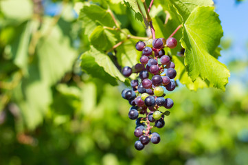 Unripe wine grapes cluster in vineyard, winegrowing, soft selective focus