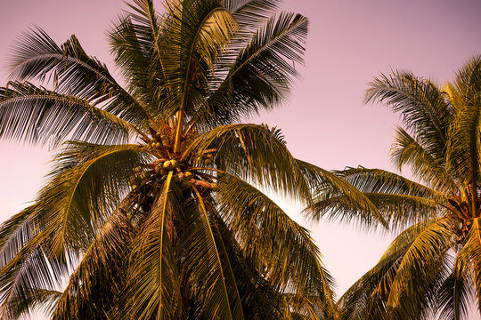 background image of coconut tree on sunset sky.