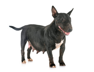 miniature bull terrier in studio
