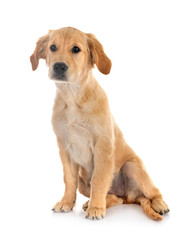 puppy golden retriever