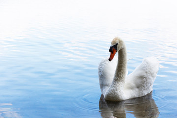White swan. Romantic background. Romantic White Swan with clear beautiful scenery.