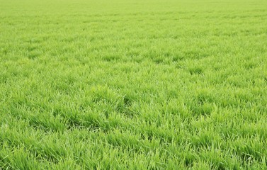 風景　春　麦畑　田舎　杤木