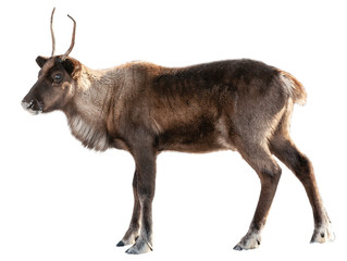 The image of a northern deer on a white background
