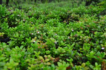 cowberry green glade in the forests of the Magadan region on a bright summer day