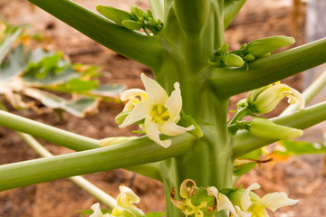 Flores femeninas de papaya abiertas