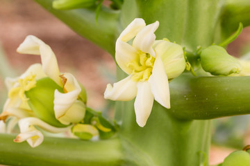 Flores femeninas de papaya abiertas
