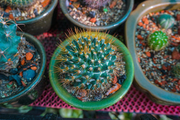 A cactus is a member of the plant family Cactaceae, a family comprising about 127 genera with some...