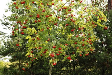 Fototapeta na wymiar Red, juicy berries on the branches of Sorbus aucuparia on a sunny summer day