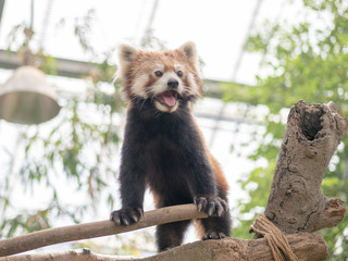 Cute red panda living in the forest