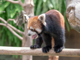 Cute red panda living in the forest