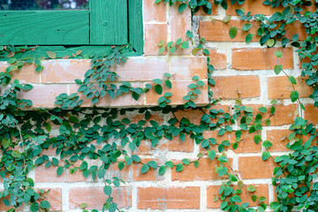 Fresh spring green leaf plant on brick wall with green window background