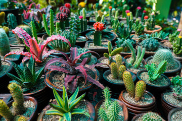 Beautiful cactus growing in pottery. Decorated cactus plants are increasing the beauty. Discover more about the type of cactus plants available as houseplants.