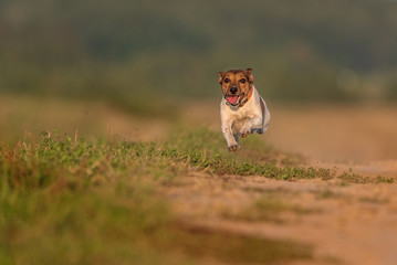 Jack Russell Terrier runs fast.
