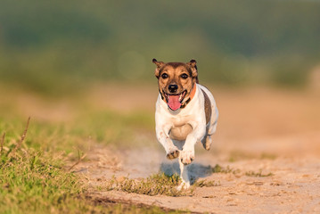 Jack Russell Terrier runs fast.