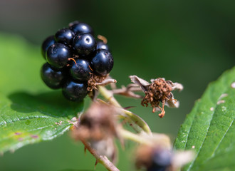 Nice macro photo of the blackberry with green leaves and shadow