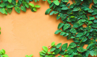 Green plant on orange wall