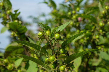 Grüne Früchte der Schwarze Tollkirsche (Atropa belladonna)