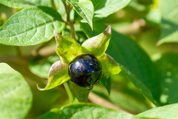 Frucht / Beere der Schwarzen Tollkirsche (Atropa belladonna)