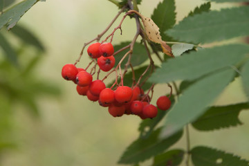 red berries on a branch